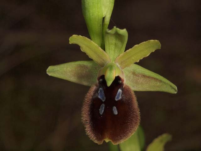 orchidee dal tarantino